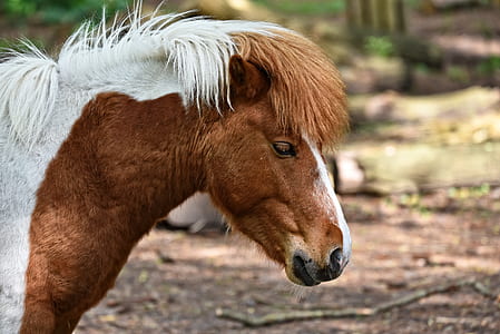 brown and whote foal standing on brown soil thumbnail