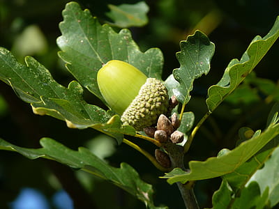 closeup photography of fruit and plant thumbnail