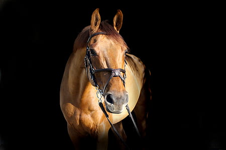 brown horse thumbnail