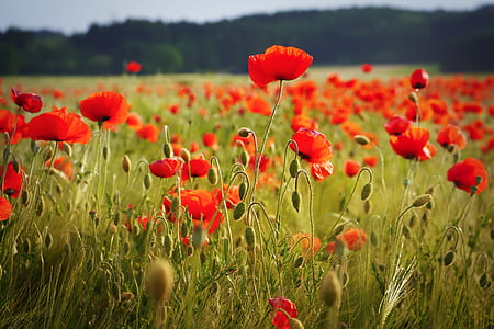 red poppies field closeup photo thumbnail