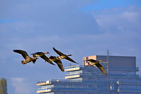 five bird flying near building thumbnail