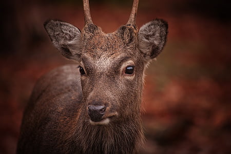 brown deer thumbnail