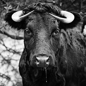 animal, countryside, eyes, agriculture thumbnail