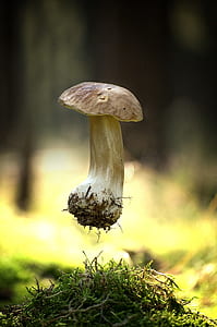 selective focus photography of mushroom thumbnail
