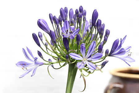 Lavender petaled flowers thumbnail