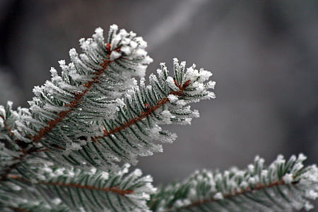 green leafed tree coated with snow thumbnail