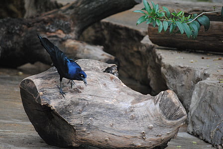 blue and black bird perched on tree stump near green leafed plant thumbnail