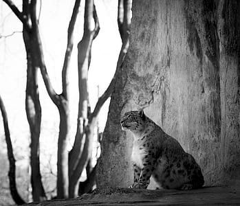 grayscale photography of leopard on rock cliff thumbnail