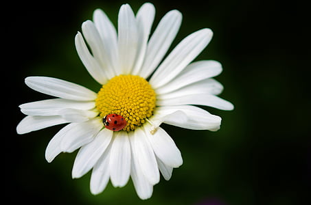 selective focus photography of ladybug on white daisy flower thumbnail