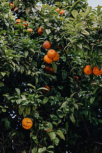 Oranges on the tree, Lagos, Portugal thumbnail