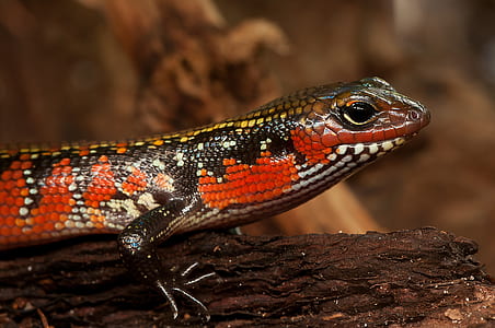 Red and Black Salamander thumbnail