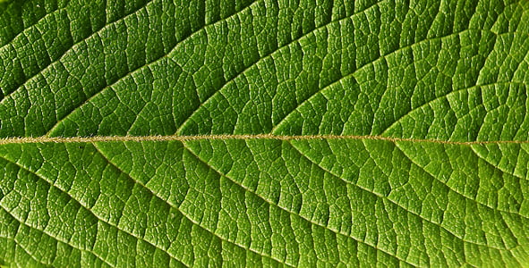 macro photo of green leaf thumbnail