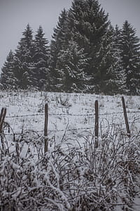 Grass Field Cover by Snow thumbnail