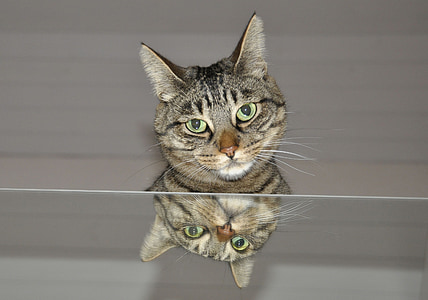 gray cat thumbnail