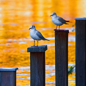 shallow focus photography of white and gray bird thumbnail