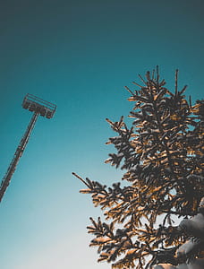 low angle photography of pine trees under clear sky during daytime thumbnail