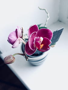 shallow focus photography of purple orchids in white plant pot thumbnail