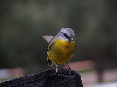 bokeh photography of a green and yellow bird thumbnail