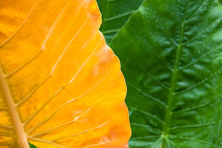 close-up photography of three green and yellow leaves thumbnail