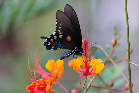 black and orange underwing butterfly perching on red flower thumbnail