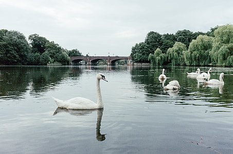 Hamburg’s Alster swans thumbnail