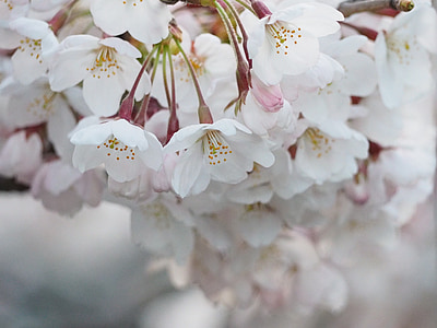 photo of white petaled flowers thumbnail