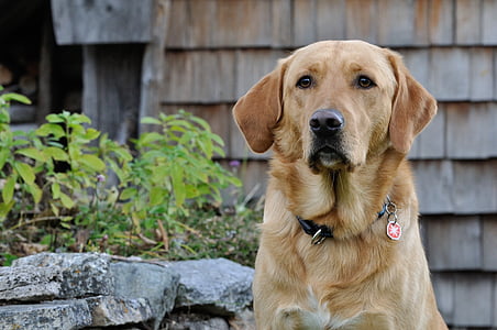 golden labrador retriever beside plant thumbnail