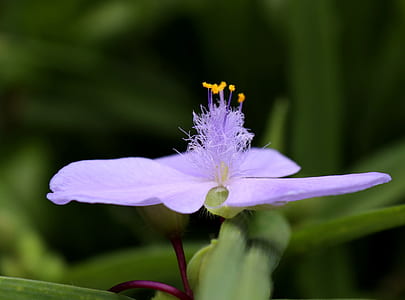 close-up photography of purple flower thumbnail