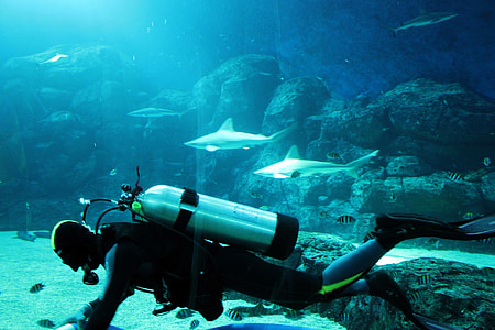 scuba diver near floor of large aquarium thumbnail
