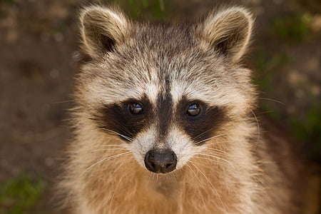 brown and black fox in closeup photography thumbnail