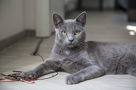 depth of field photography of korat cat leaning on gray parquet floor thumbnail
