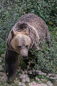 brown grizzly bear during daytime thumbnail