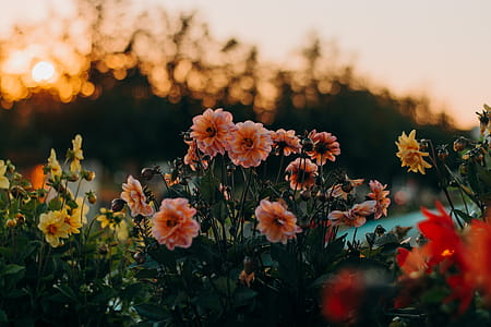 Photo of Pink and Yellow Flowers at Sunset thumbnail