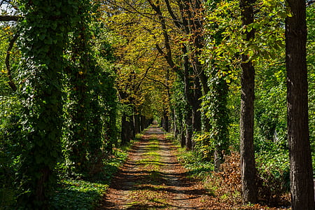 pathway between trees at daytime thumbnail