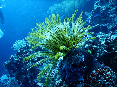 Green Coral Reef Under Water thumbnail