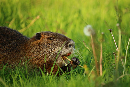 close up photo of rodent eating plant thumbnail