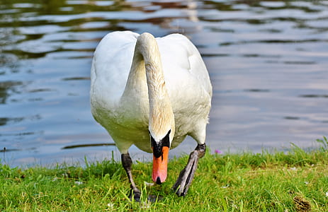 white duck walking on green grass thumbnail