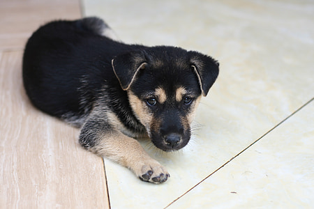 black and tan German shepherd puppy lying on floor thumbnail