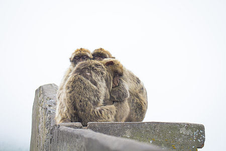 three monkeys hugging on grey concrete pillar during daytime thumbnail
