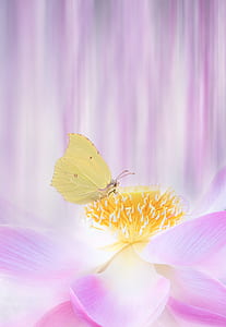 close-up photo of beige butterly thumbnail