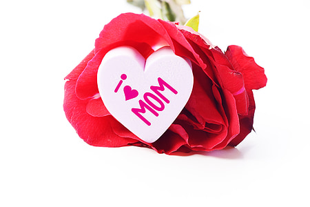 red rose macro shot thumbnail