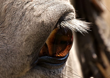 macro shot of horse eye thumbnail