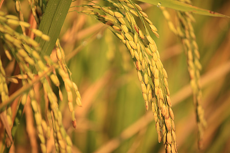 rice plant thumbnail