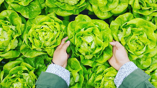 person holding green vegetable thumbnail