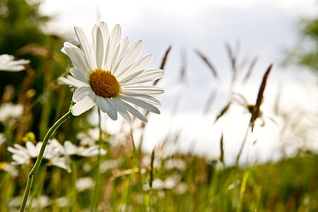 closeup photography of white petaled flowers taken during daytime thumbnail