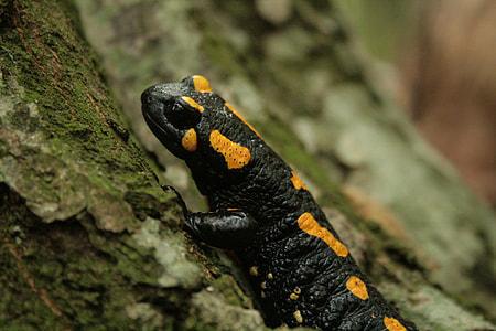 selective focus photography of black and yellow reptile on trunk thumbnail