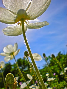 worm's eye view of white petaled flower thumbnail