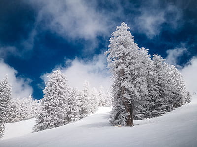 snow-covered treesr thumbnail