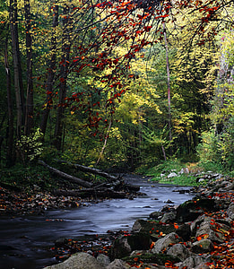 green and red trees near body of water thumbnail