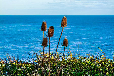 five brown plants thumbnail